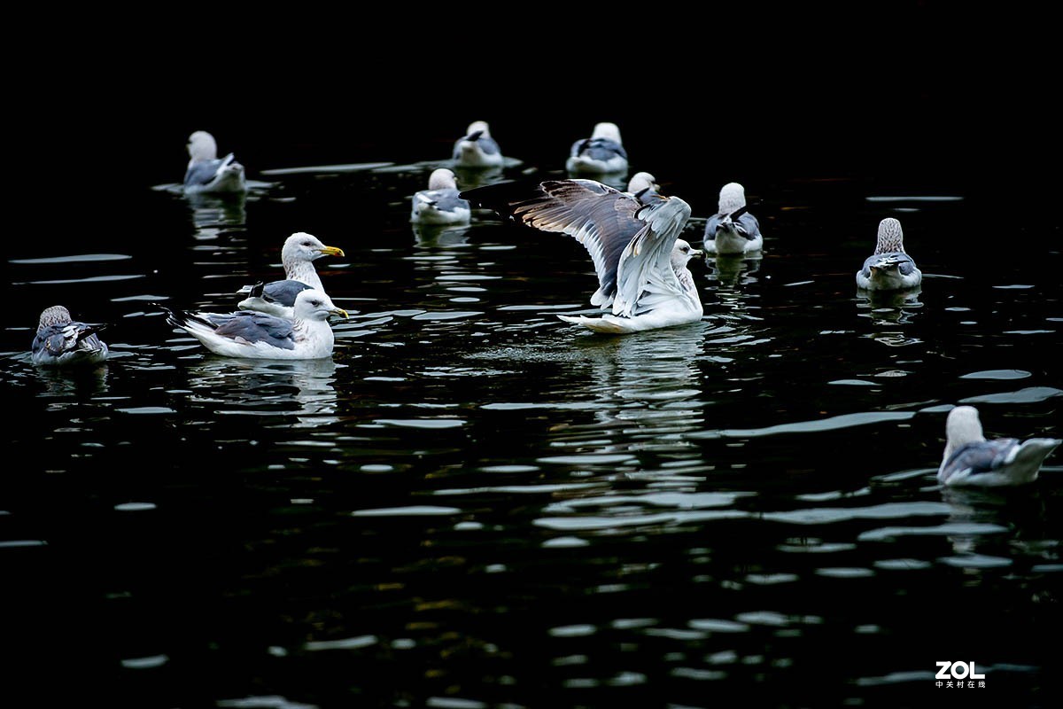 南京金牛湖野生动物杂拍