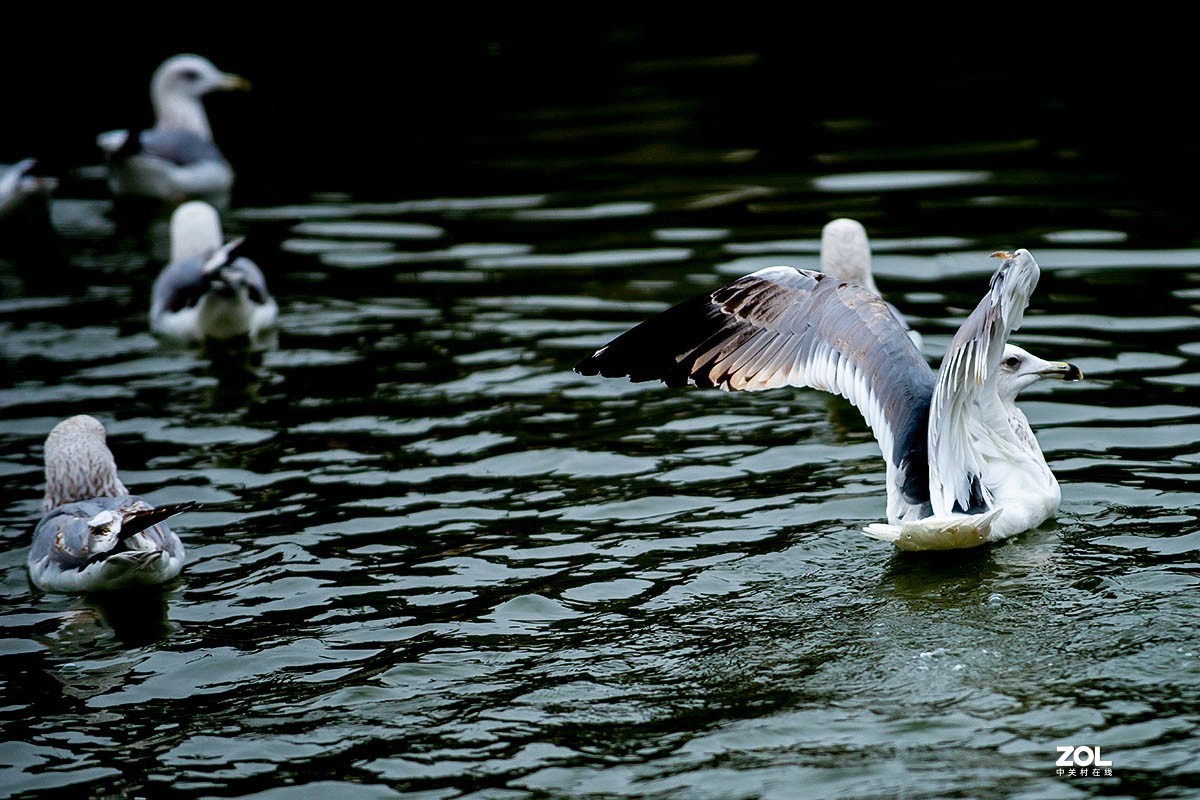 南京金牛湖野生动物杂拍