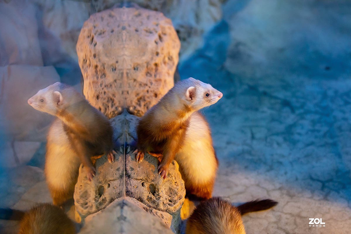 南京金牛湖野生动物杂拍