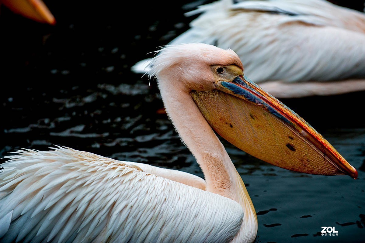 南京金牛湖野生动物杂拍