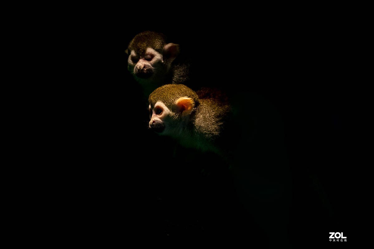 南京金牛湖野生动物杂拍