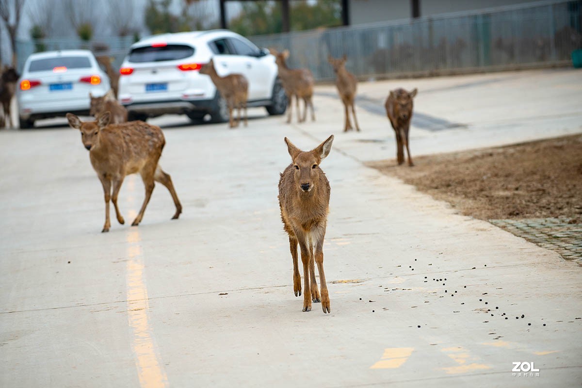 南京金牛湖野生动物杂拍