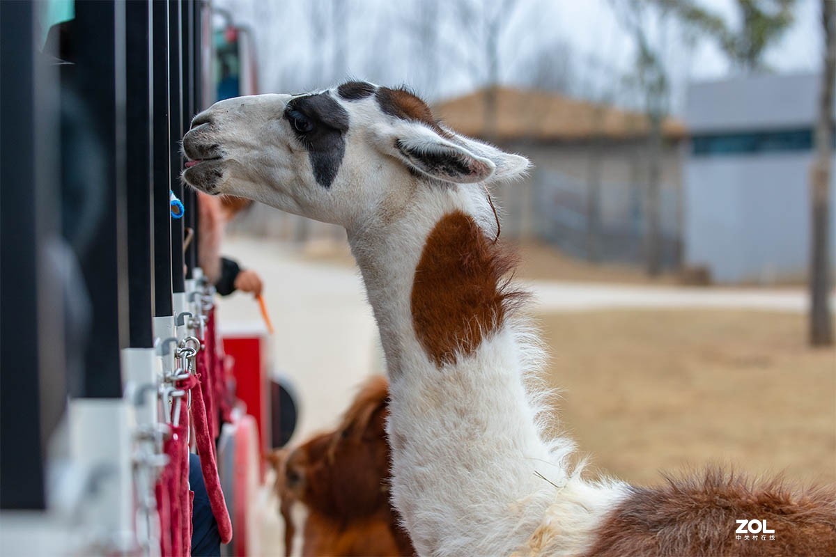 南京金牛湖野生动物杂拍