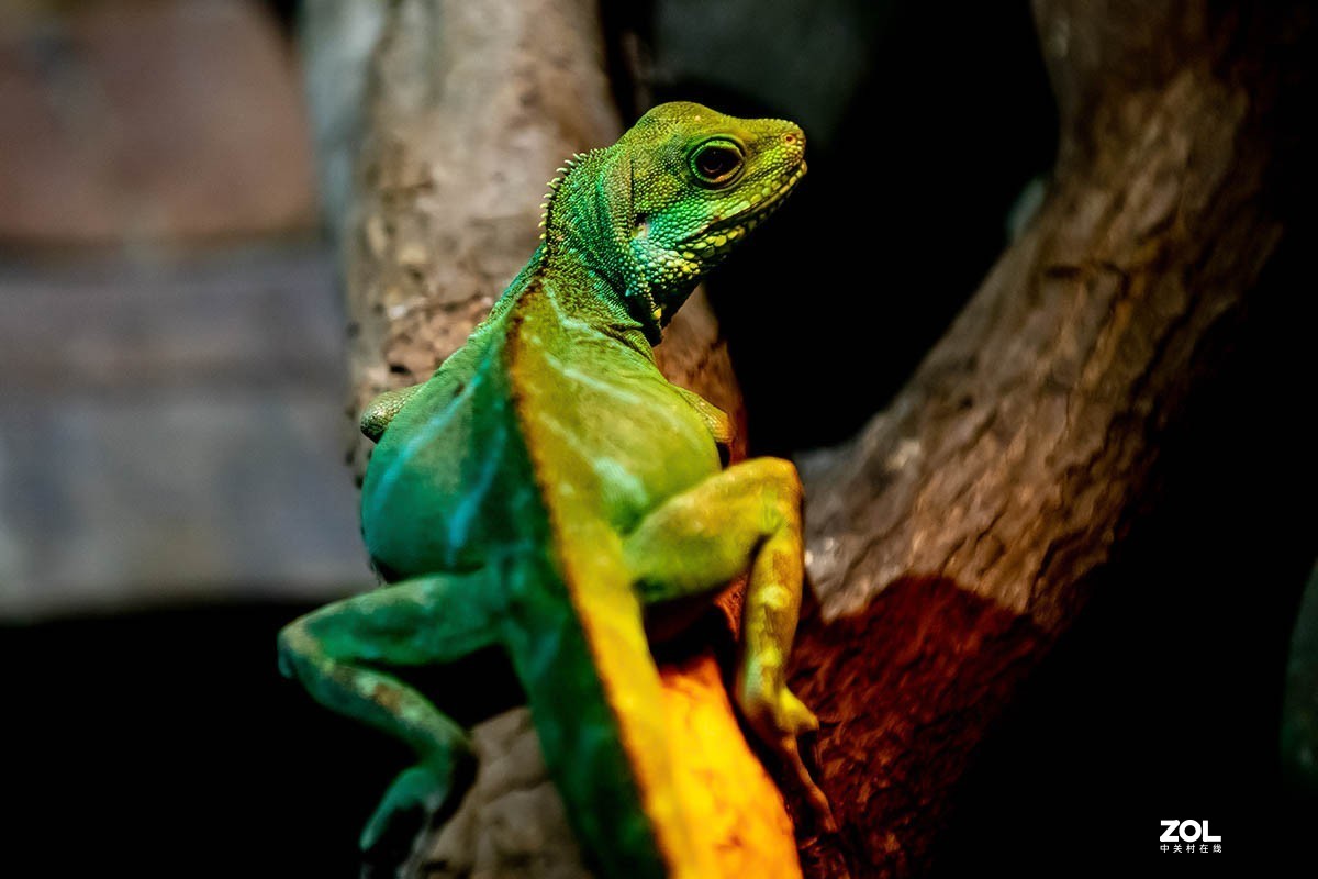 南京金牛湖野生动物杂拍