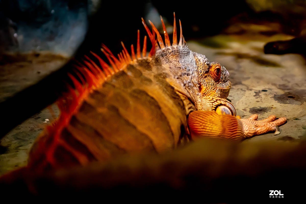 南京金牛湖野生动物杂拍