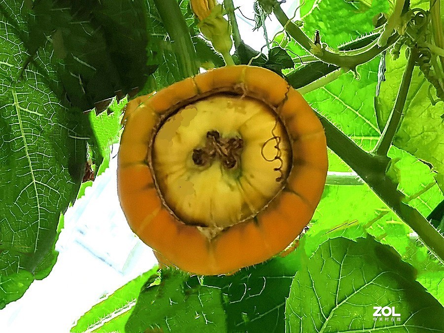 21.06.03高绿科技智慧农业园採摘从未见过的瓜！