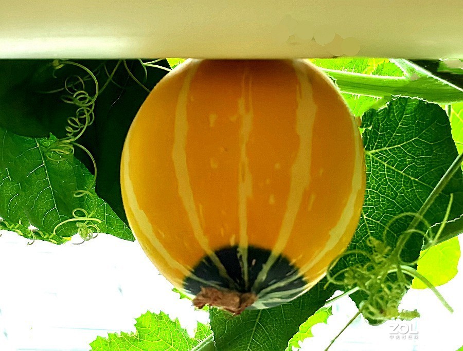 21.06.03高绿科技智慧农业园採摘从未见过的瓜！