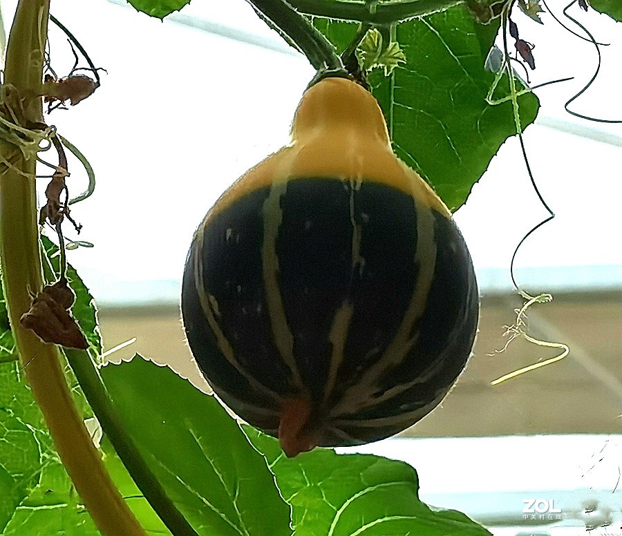 21.06.03高绿科技智慧农业园採摘从未见过的瓜！