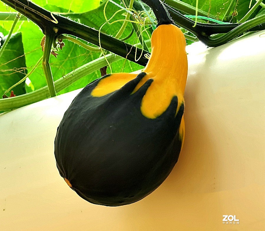 21.06.03高绿科技智慧农业园採摘从未见过的瓜！