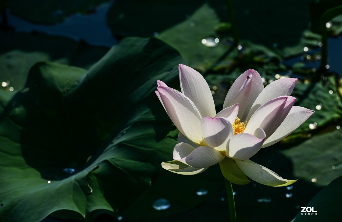 惟有绿荷红菡萏，卷舒开合任天真