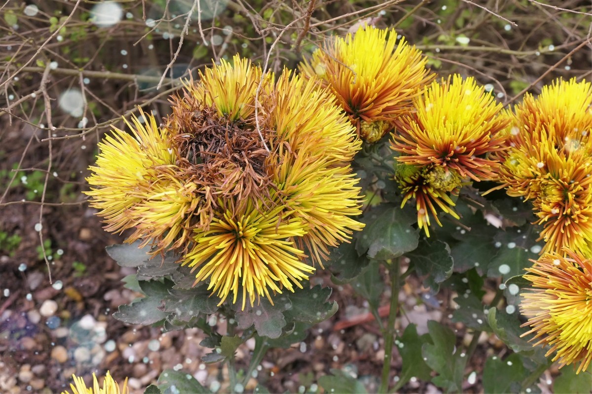 【菊香秋韵】——摄于上海共青森林公园