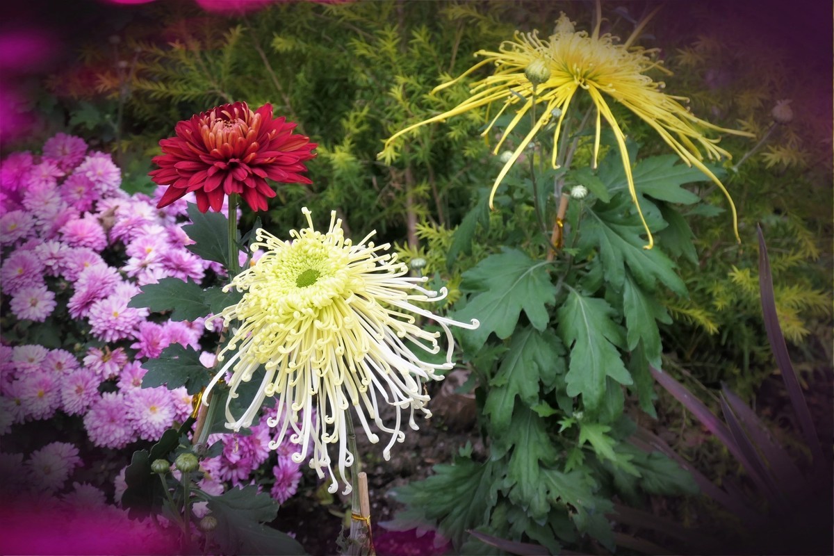 【菊香秋韵】——摄于上海共青森林公园