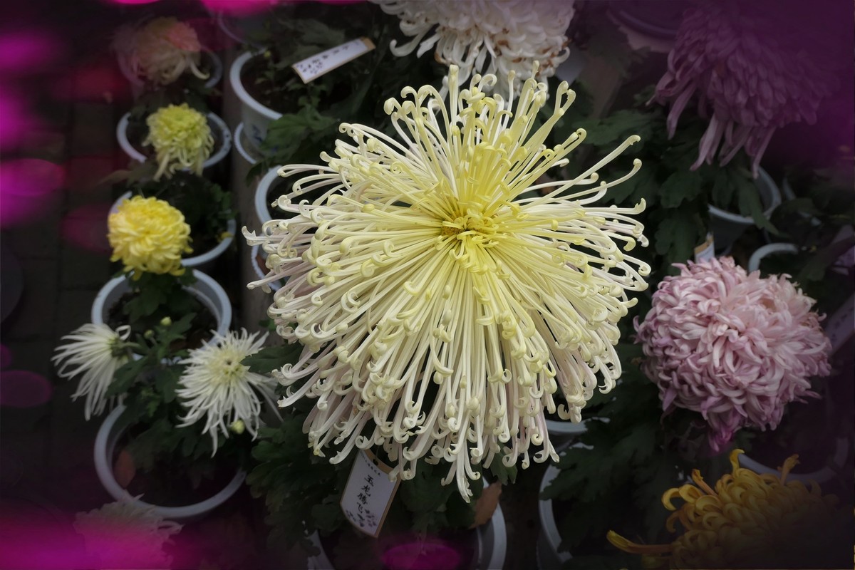 【菊香秋韵】——摄于上海共青森林公园