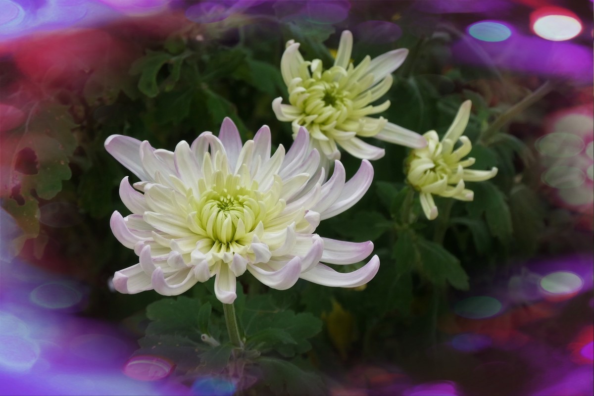 【菊香秋韵】——摄于上海共青森林公园