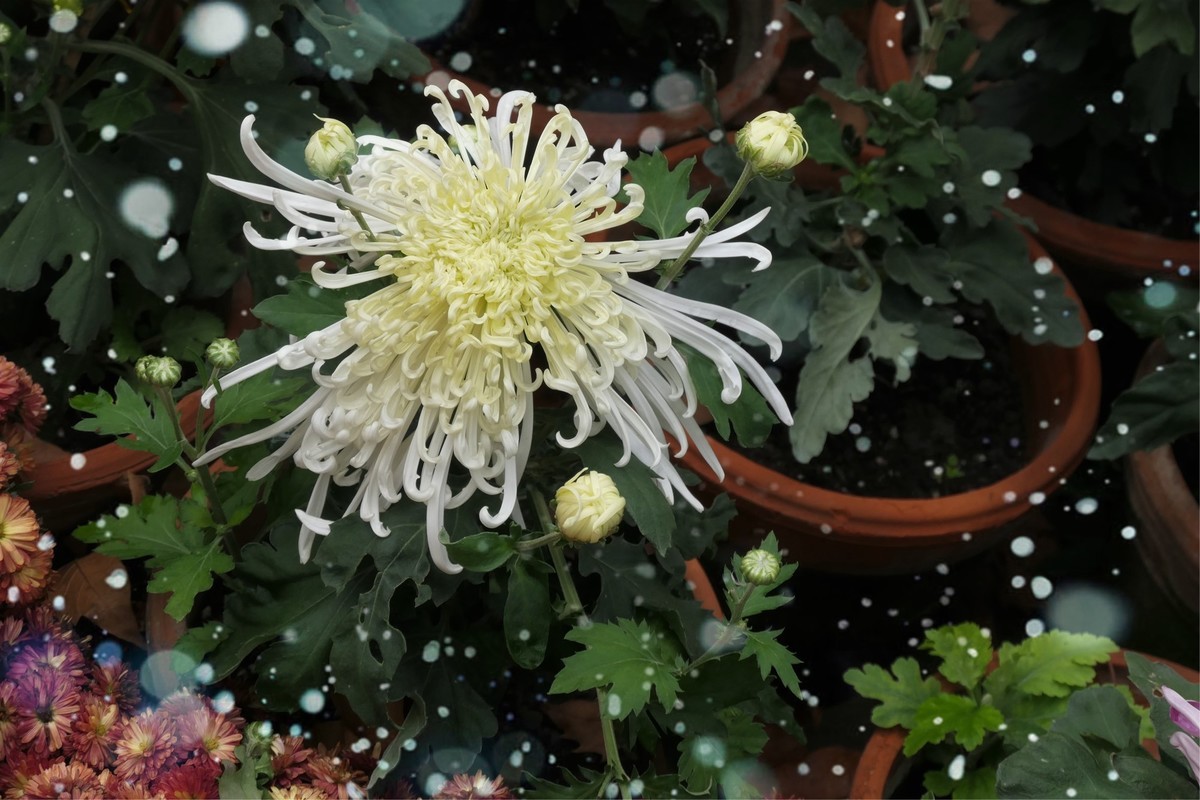 【菊香秋韵】——摄于上海共青森林公园