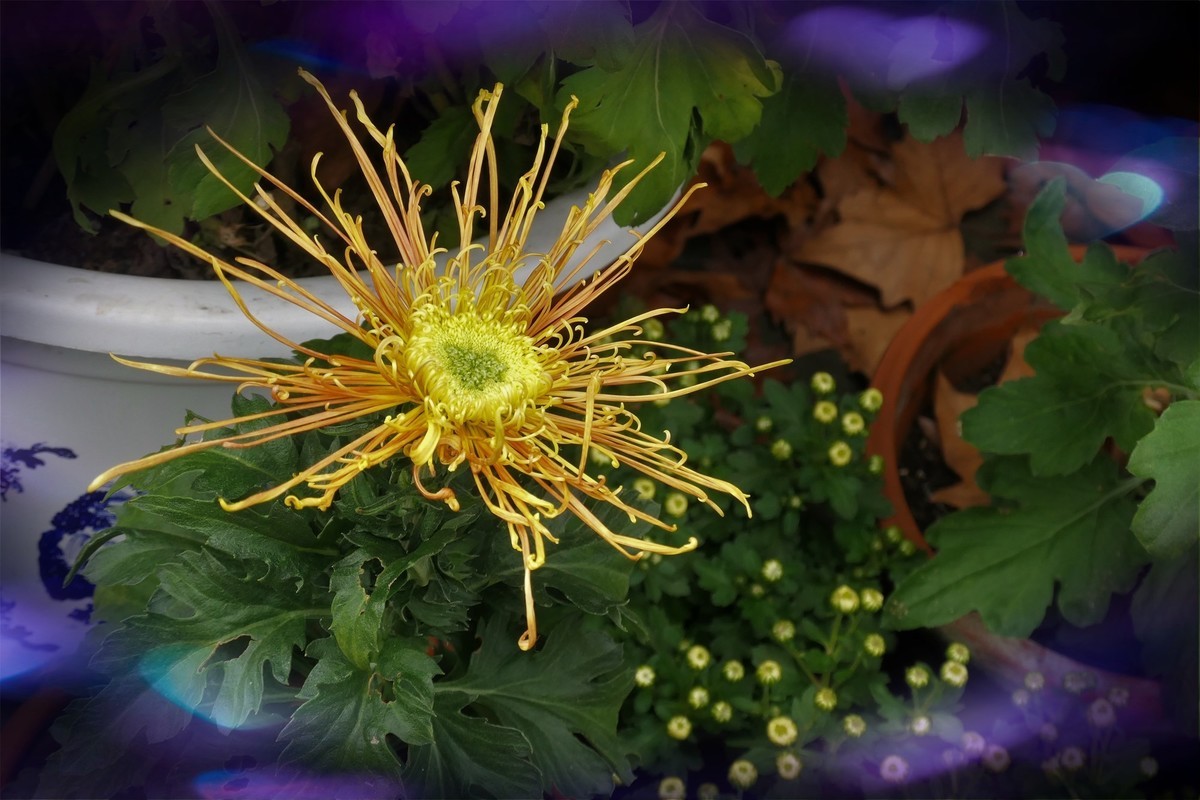 【菊香秋韵】——摄于上海共青森林公园