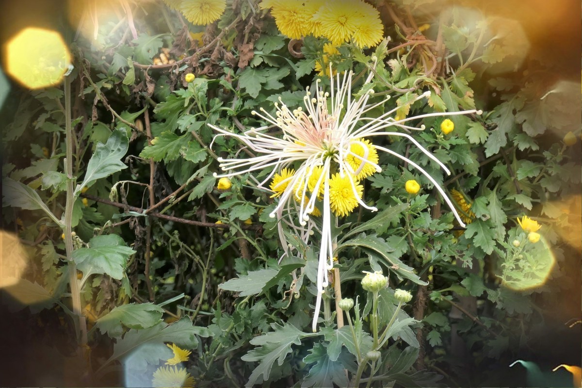 【菊香秋韵】——摄于上海共青森林公园