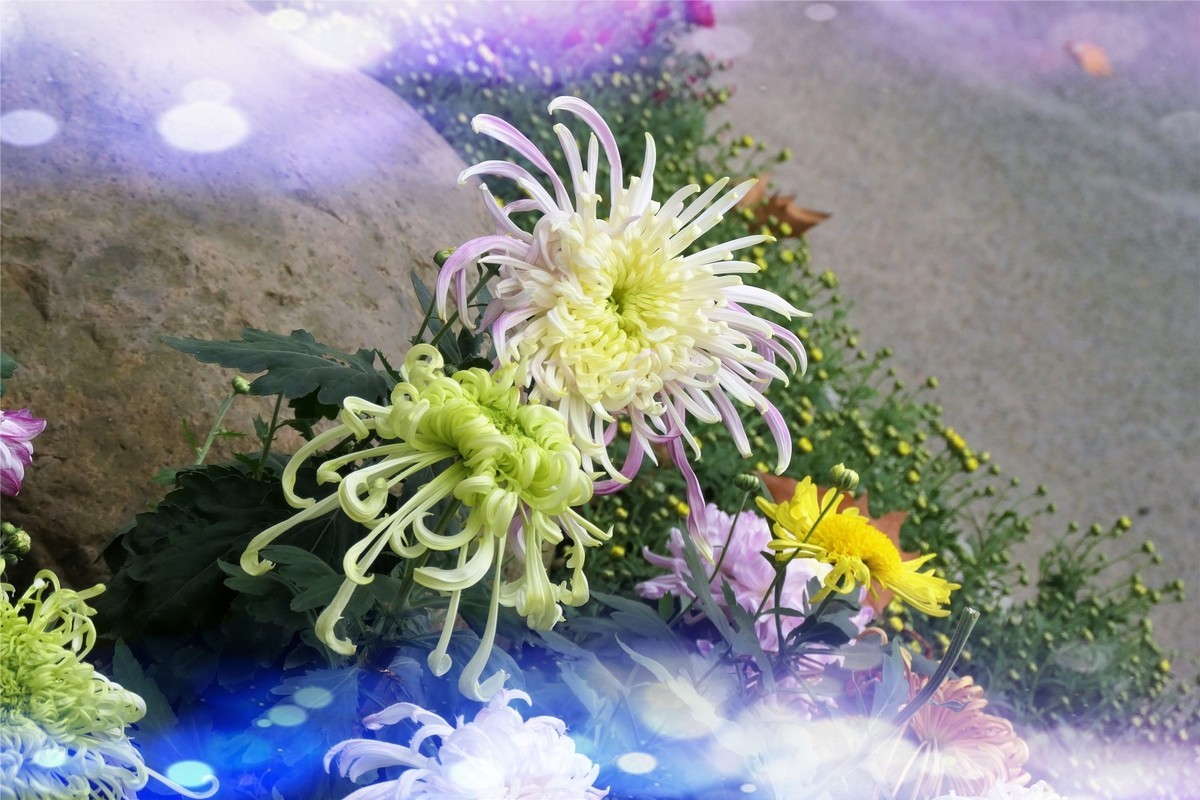 【菊香秋韵】——摄于上海共青森林公园