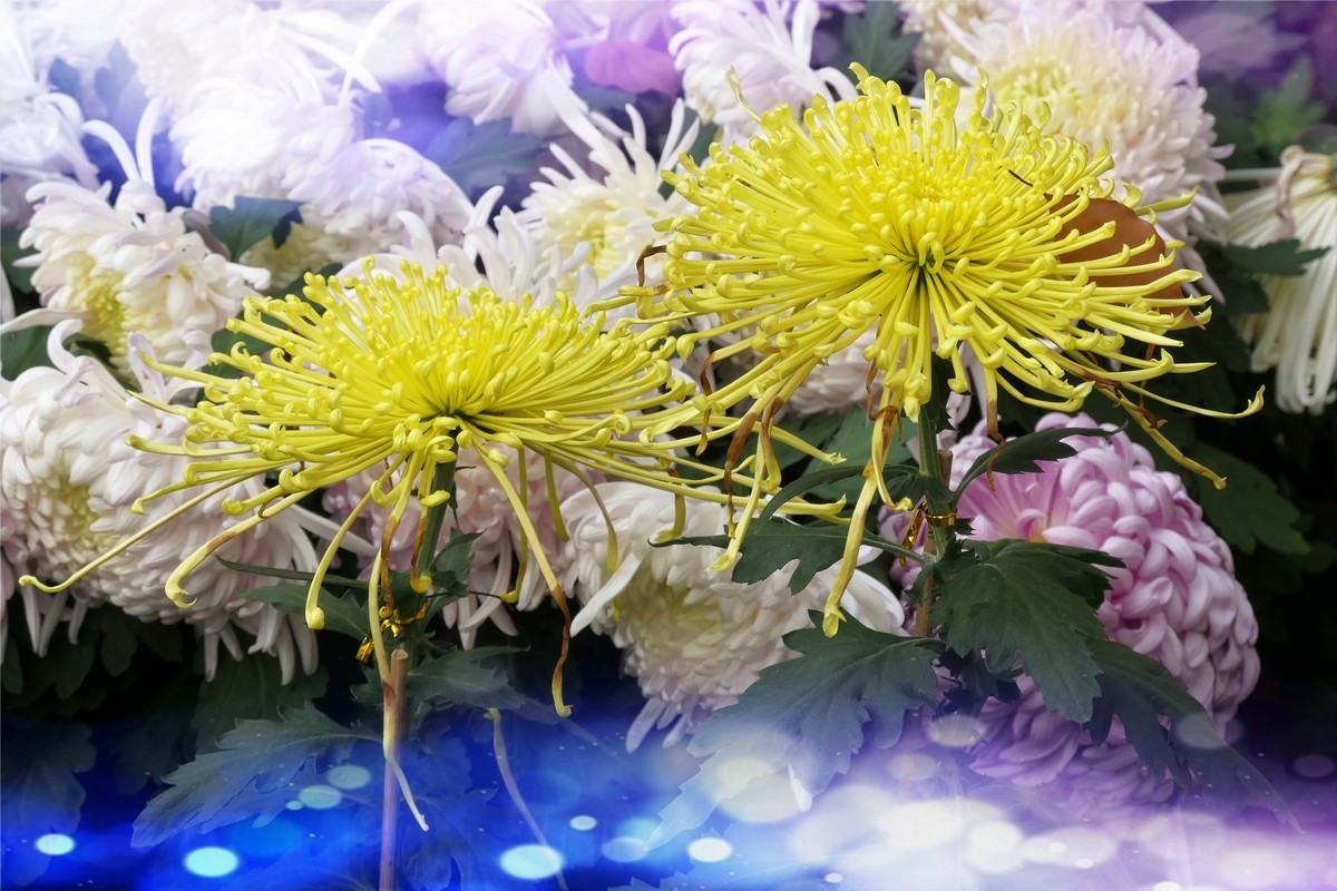 【菊香秋韵】——摄于上海共青森林公园