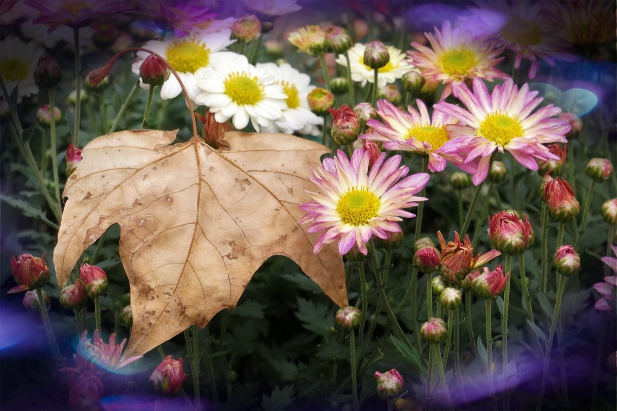 【菊香秋韵】——摄于上海共青森林公园