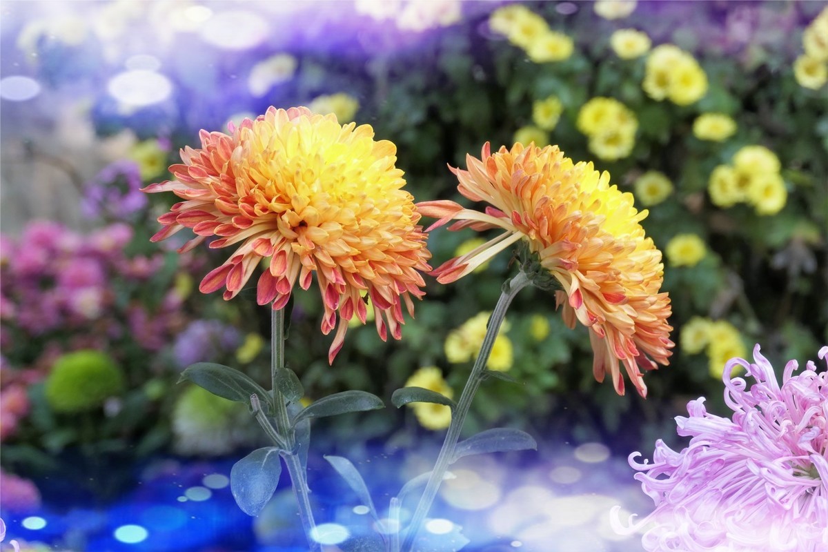 【菊香秋韵】——摄于上海共青森林公园