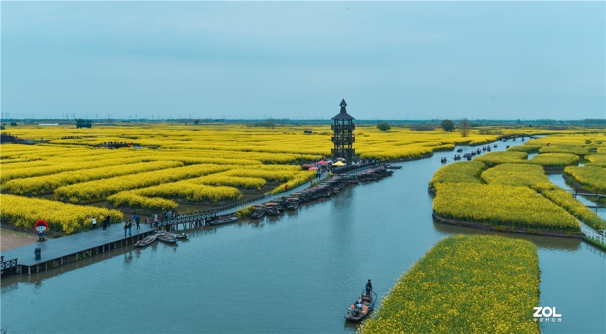 兴化的油菜地（今年暖春，三月中去就好了）