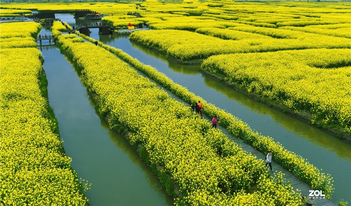 兴化的油菜地（今年暖春，三月中去就好了）