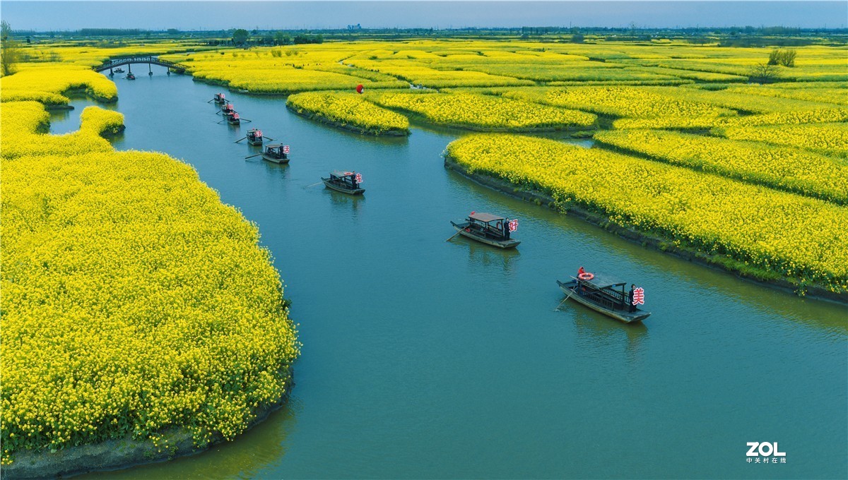 兴化的油菜地（今年暖春，三月中去就好了）