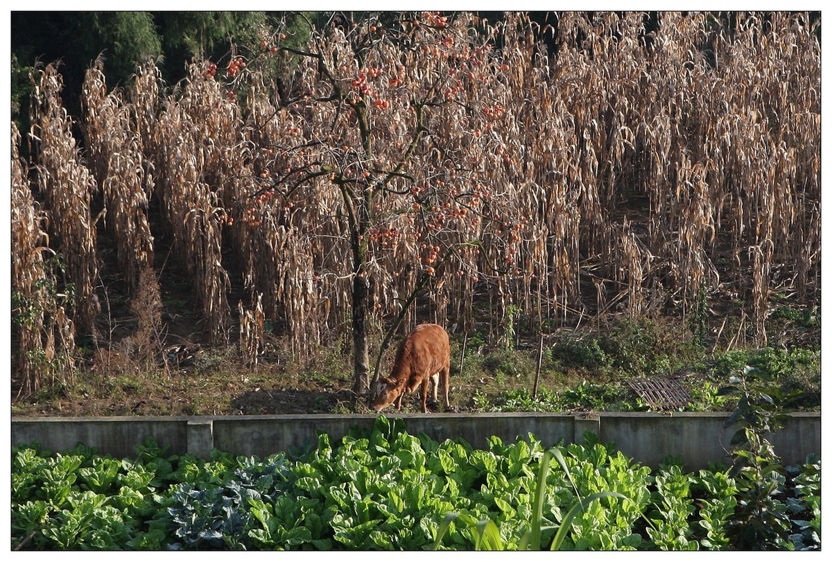 一头孤独的小牛
