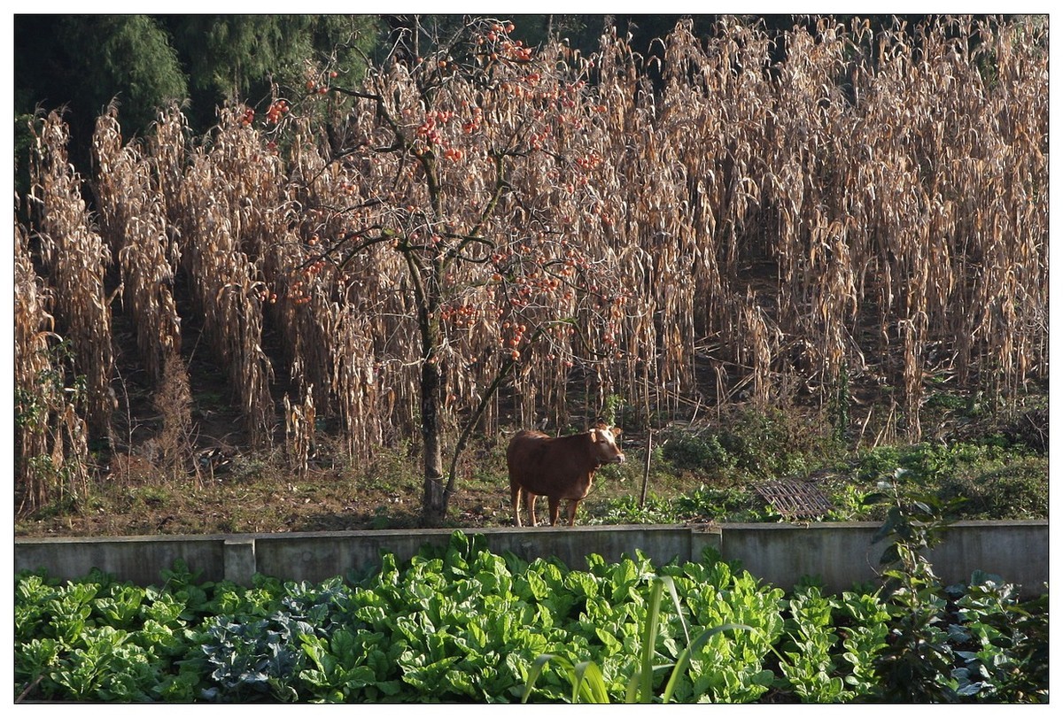 一头孤独的小牛