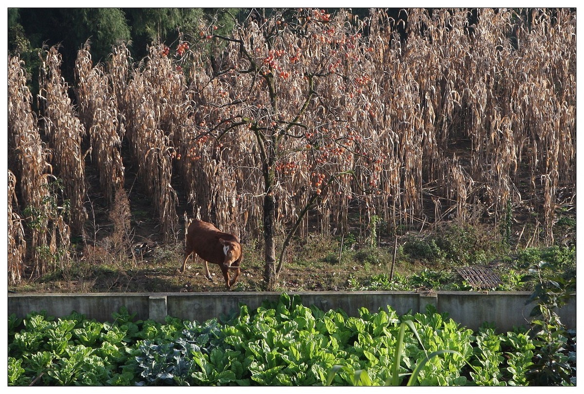 一头孤独的小牛