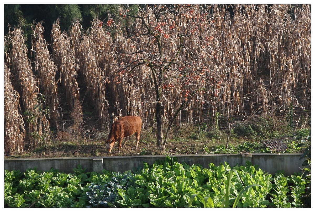 一头孤独的小牛