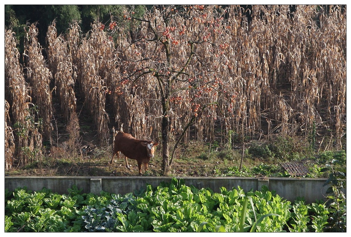 一头孤独的小牛