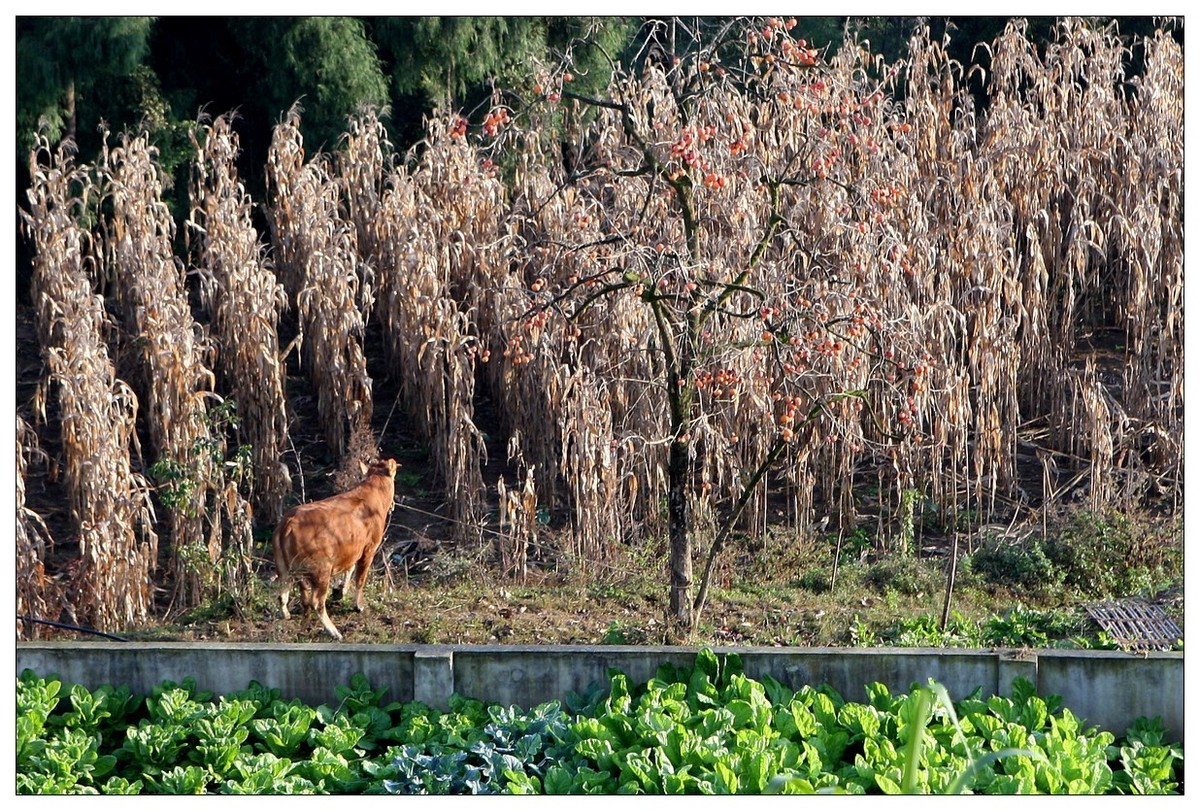 一头孤独的小牛