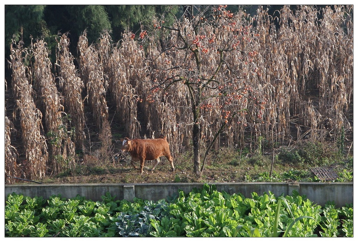 一头孤独的小牛