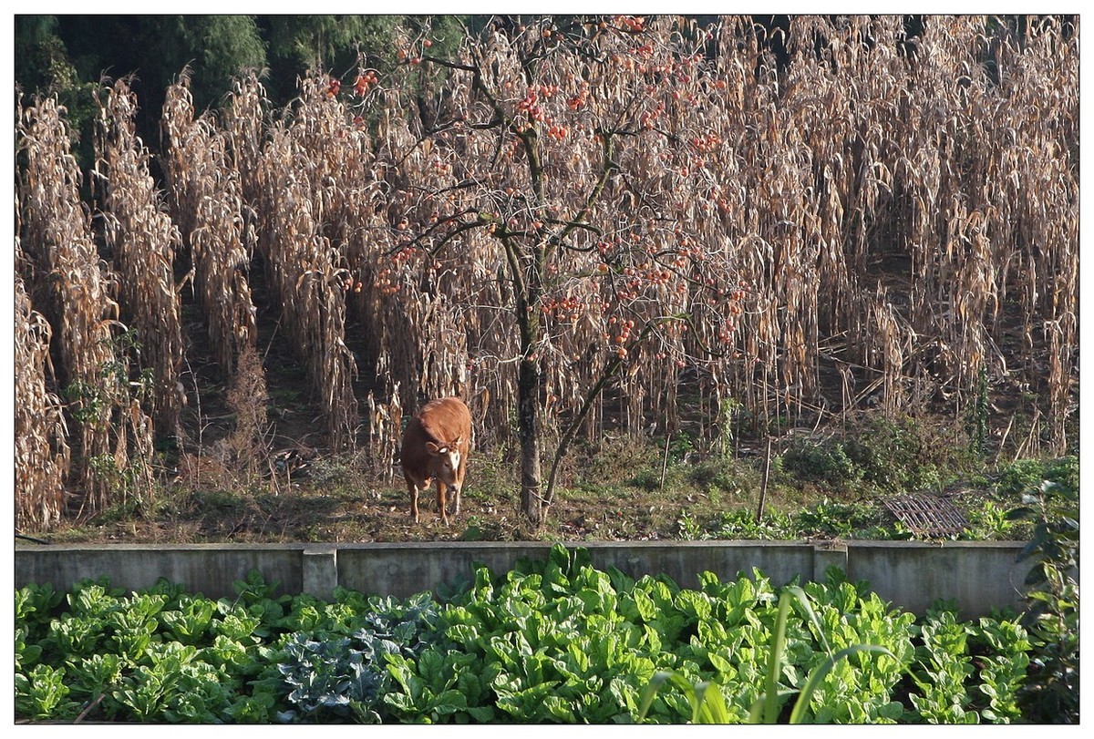 一头孤独的小牛