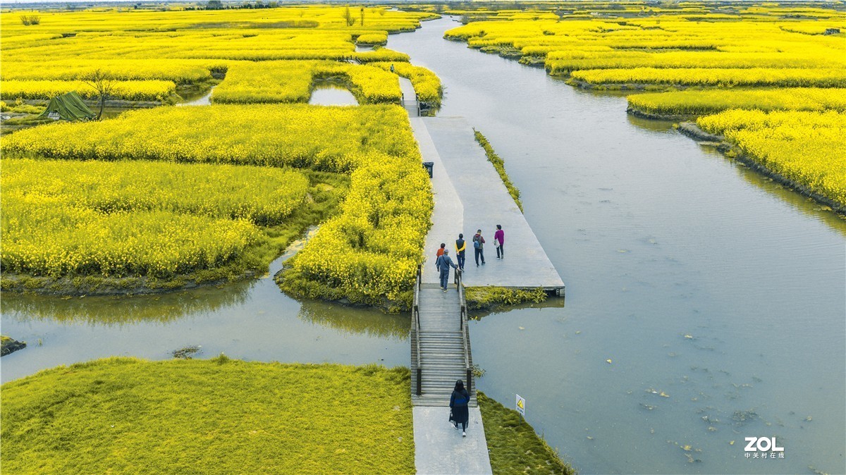 兴化的油菜地（今年暖春，三月中去就好了）