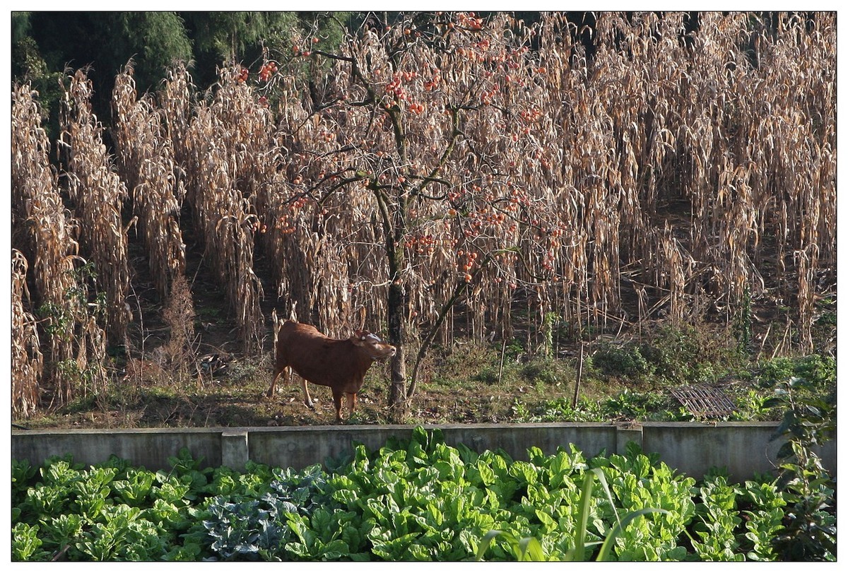 一头孤独的小牛