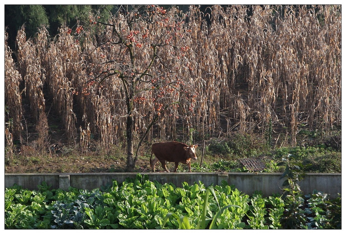 一头孤独的小牛