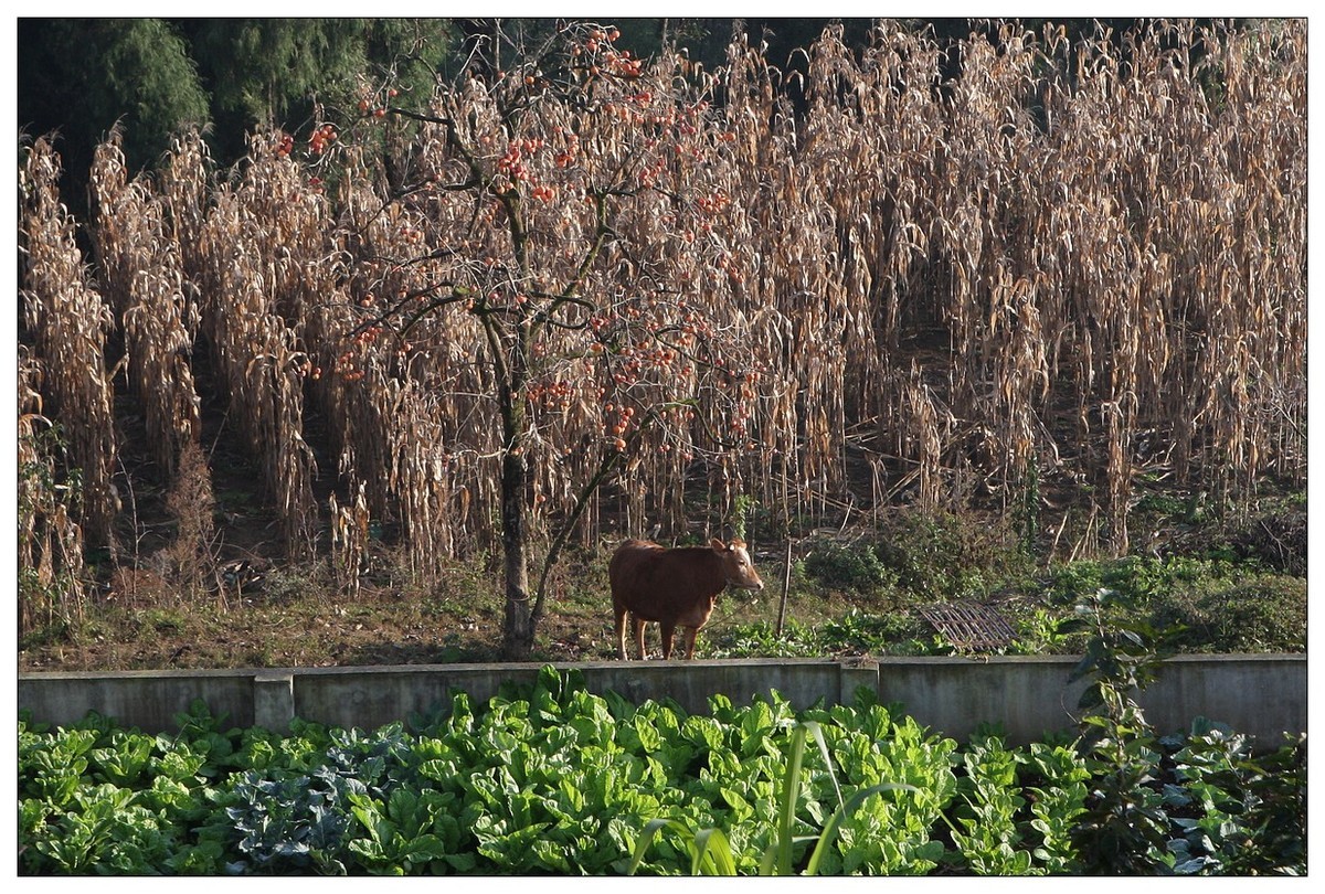 一头孤独的小牛