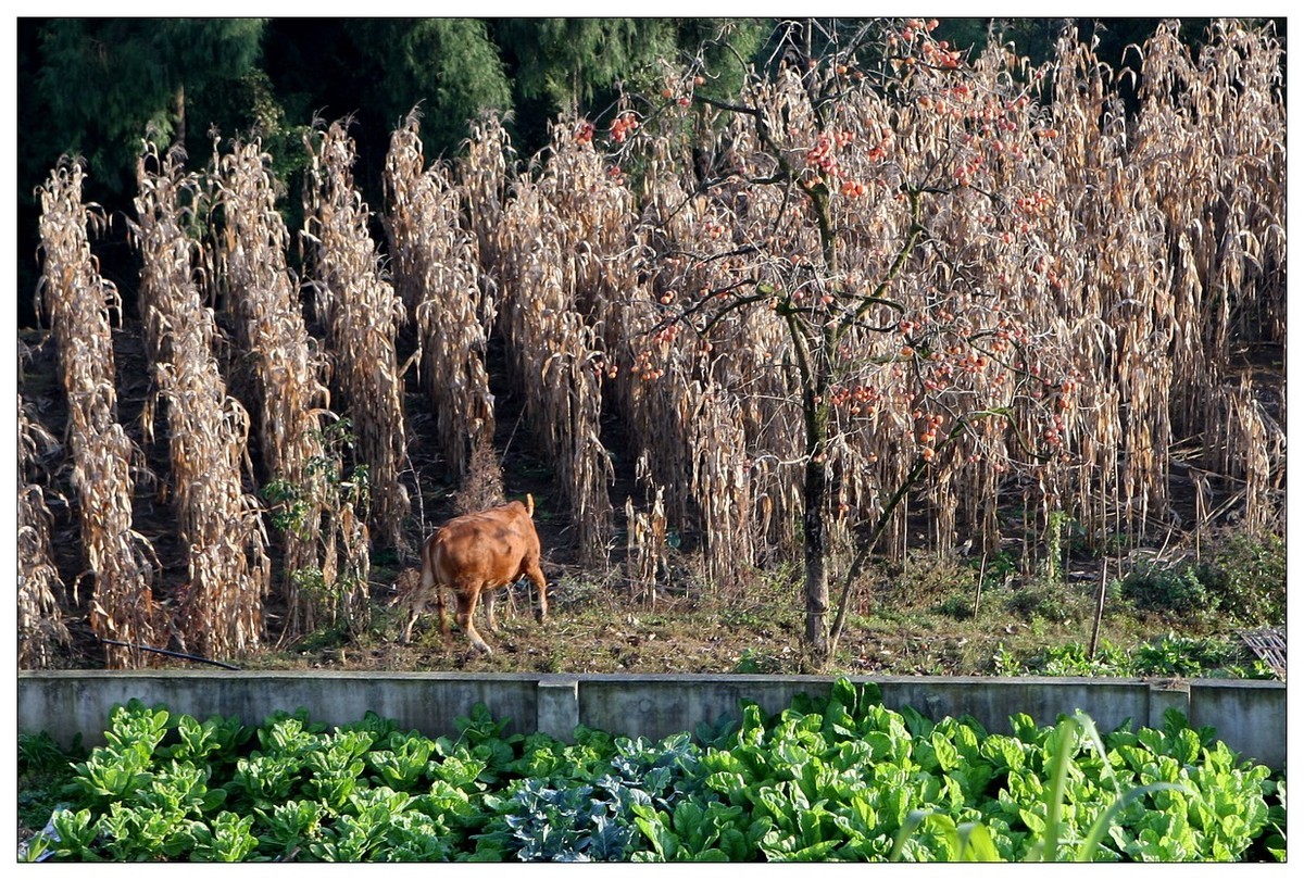 一头孤独的小牛