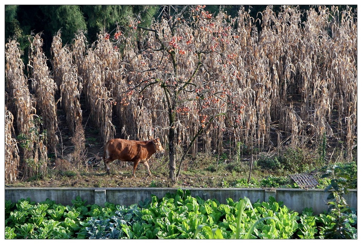 一头孤独的小牛