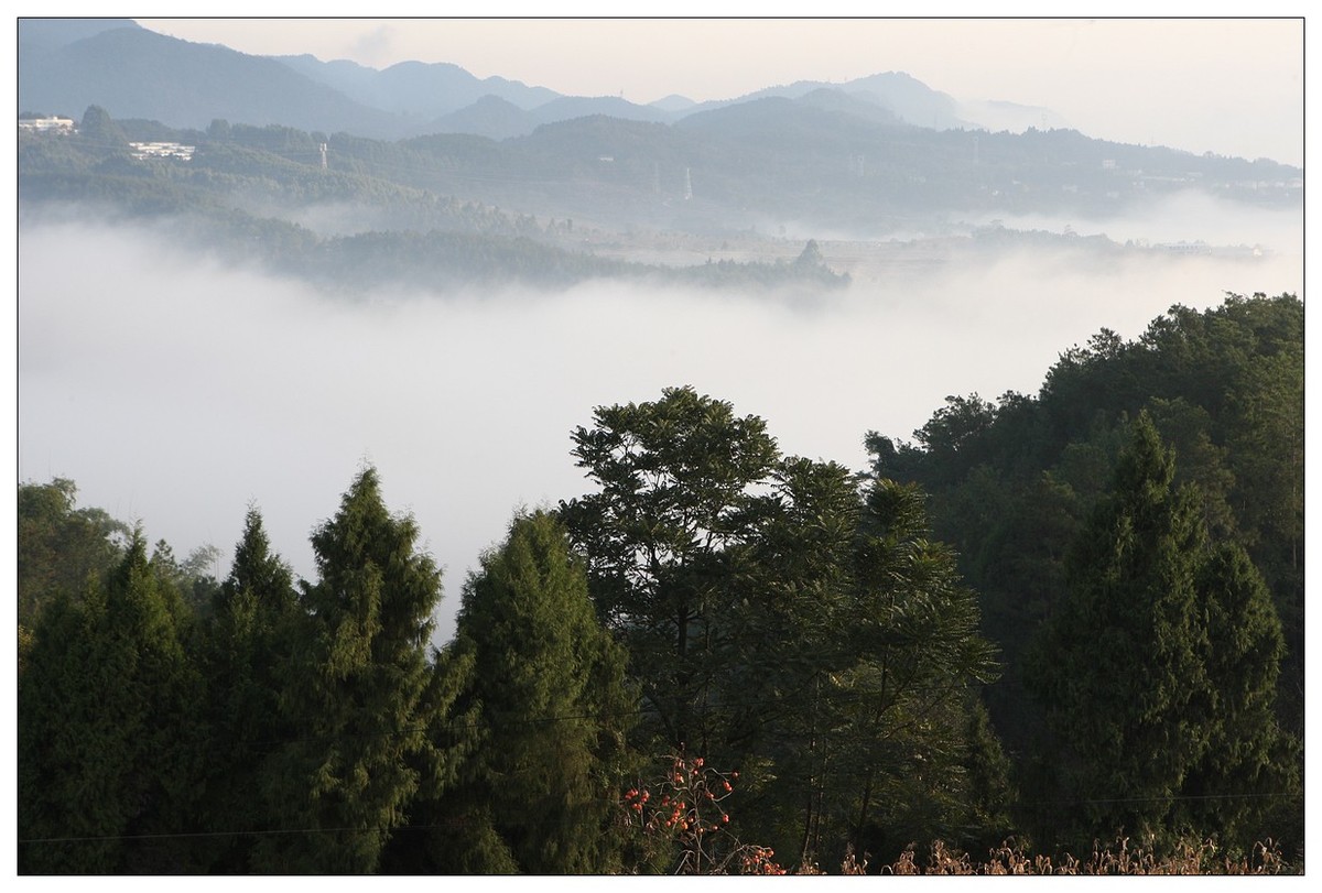 一头孤独的小牛