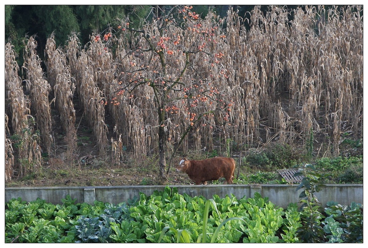 一头孤独的小牛