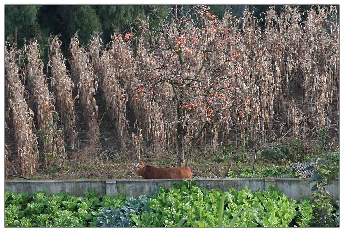 一头孤独的小牛