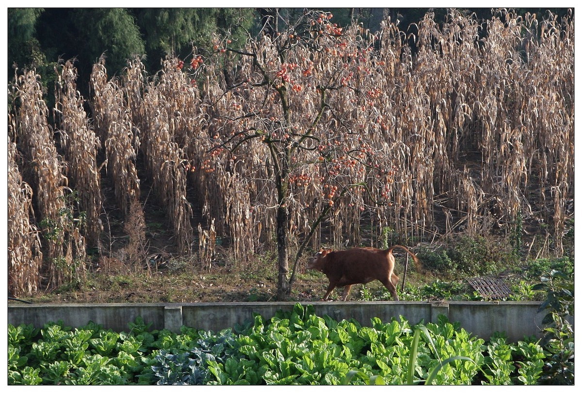 一头孤独的小牛