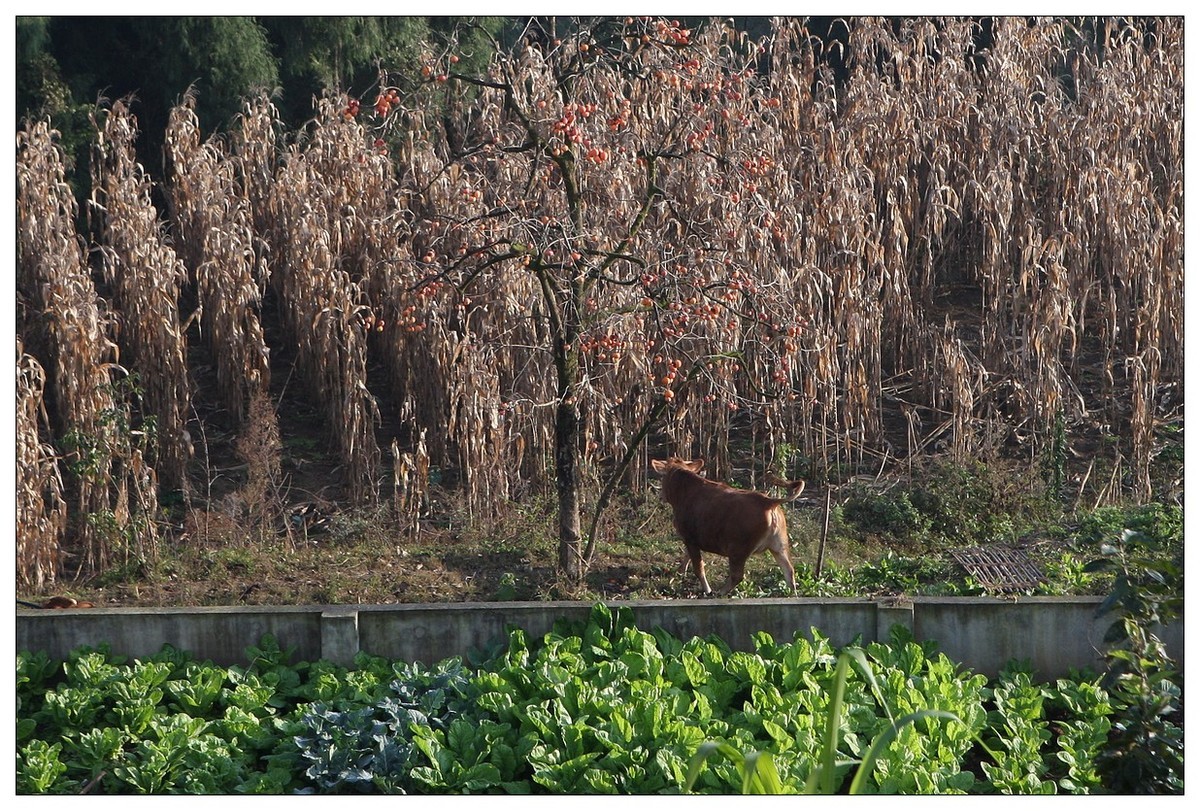 一头孤独的小牛