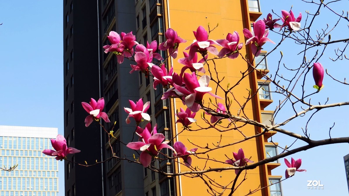 花卉系列【2121】