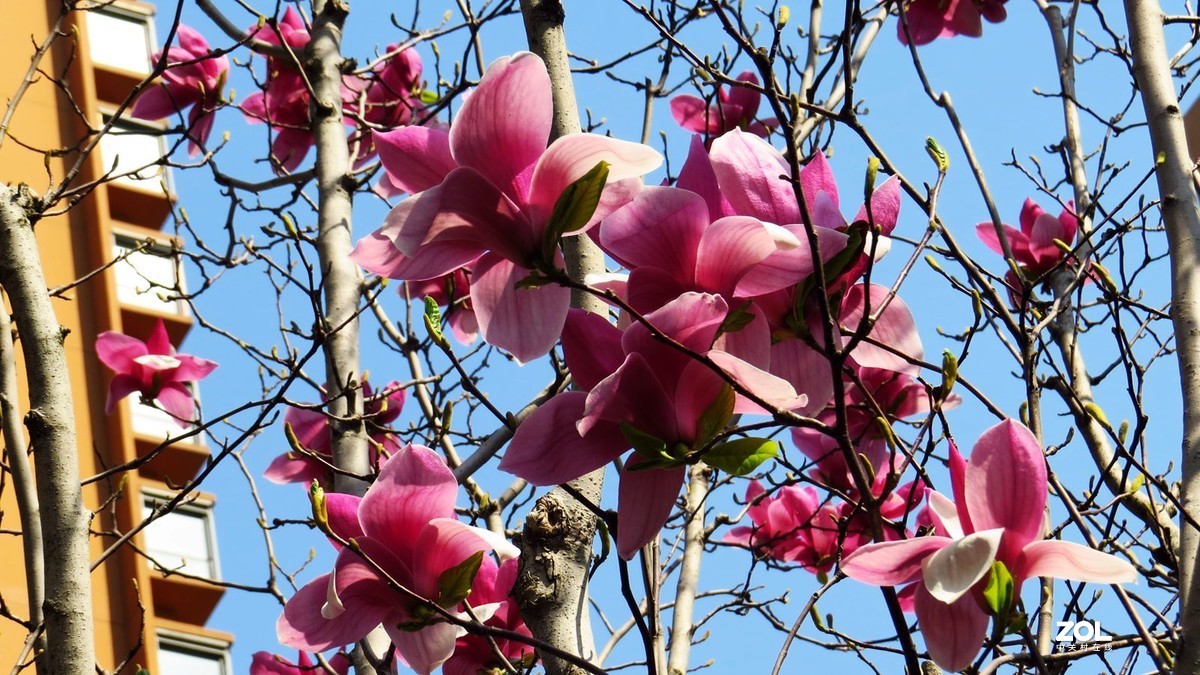 花卉系列【2121】