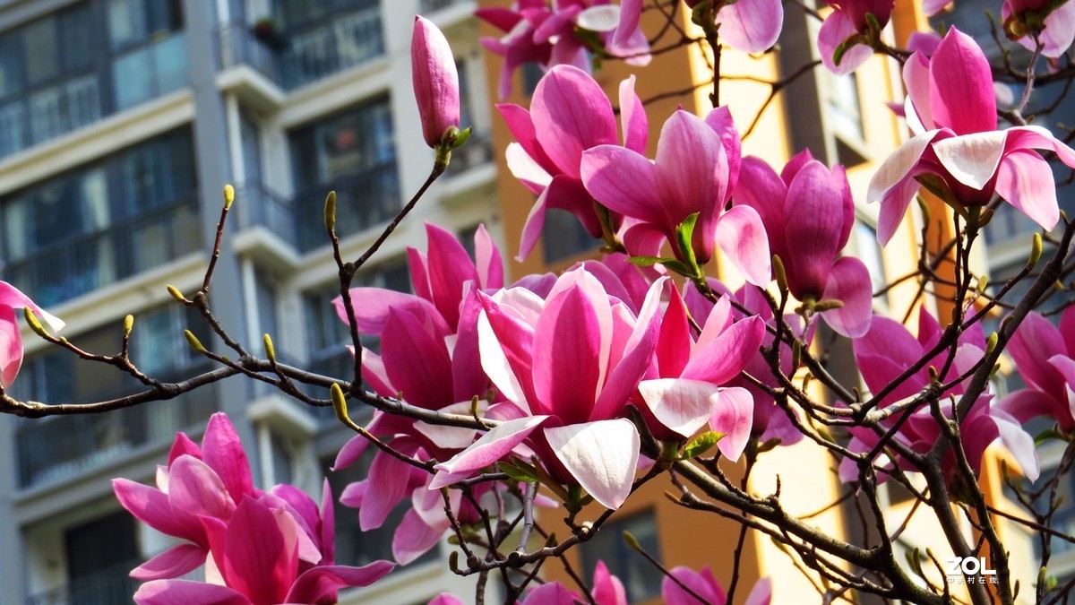 花卉系列【2121】